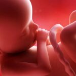voedingsstoffen foetus